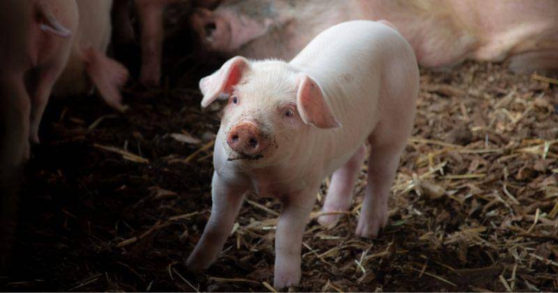 Unsplash/Oliver Sharp